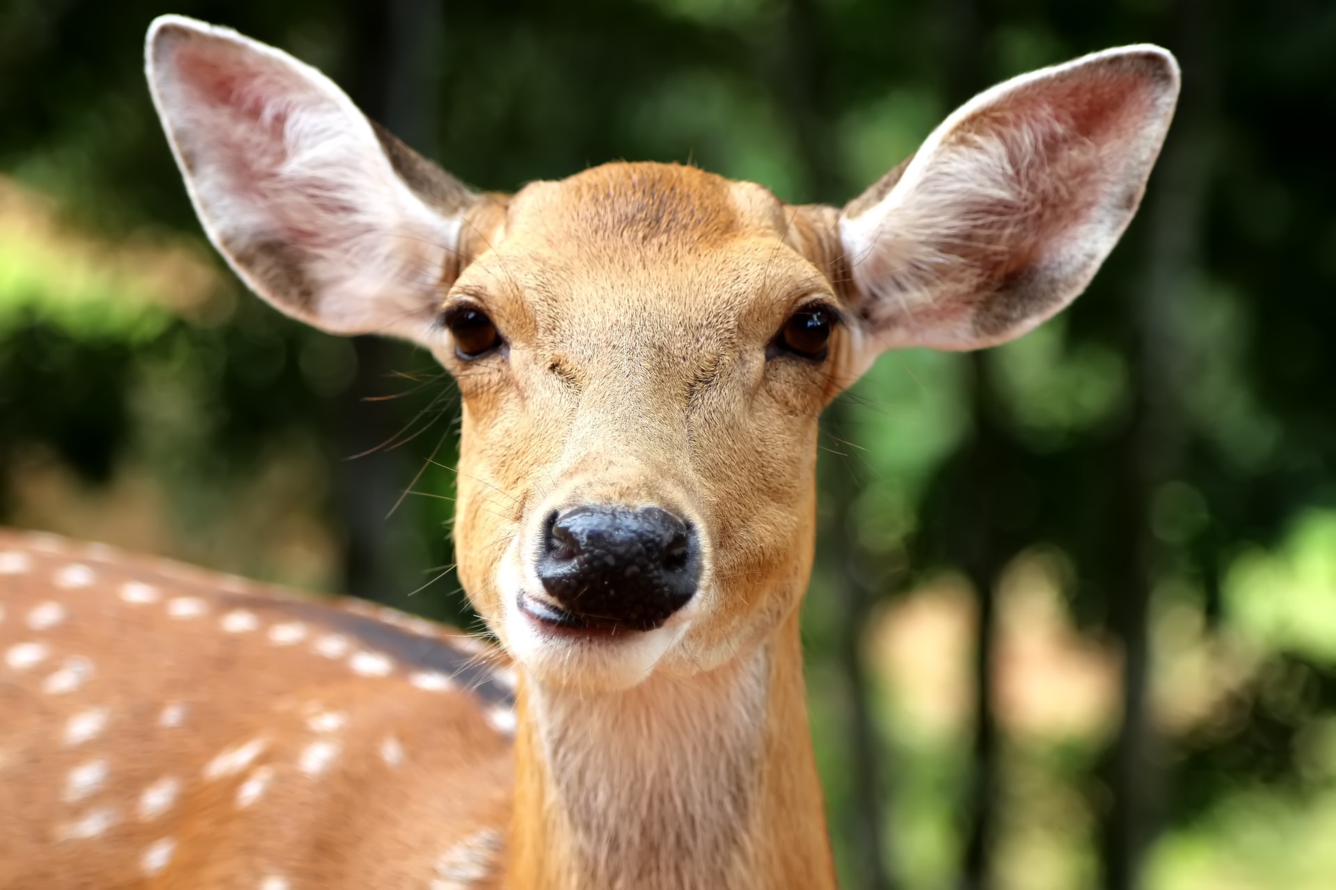 Doe Deer Portrait